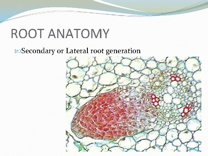 ROOT ANATOMY Secondary or Lateral root generation 