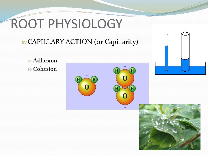 ROOT PHYSIOLOGY CAPILLARY ACTION (or Capillarity) Adhesion Cohesion 