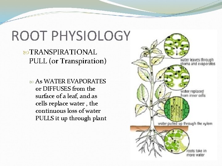 ROOT PHYSIOLOGY TRANSPIRATIONAL PULL (or Transpiration) As WATER EVAPORATES or DIFFUSES from the surface