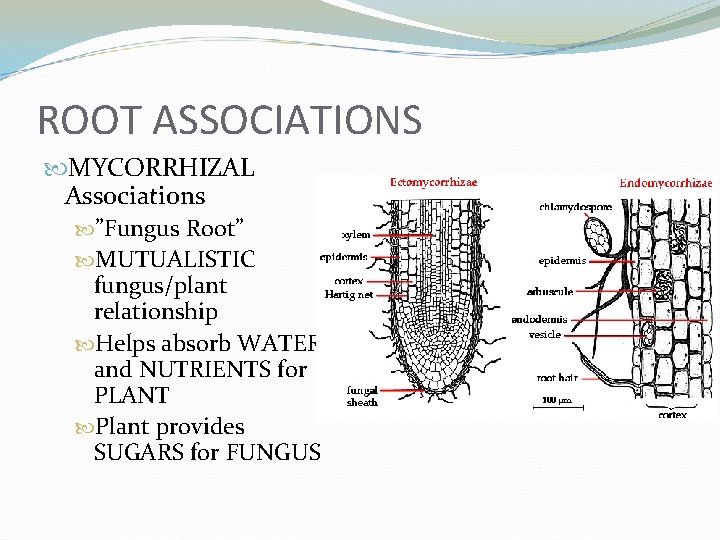 ROOT ASSOCIATIONS MYCORRHIZAL Associations ”Fungus Root” MUTUALISTIC fungus/plant relationship Helps absorb WATER and NUTRIENTS