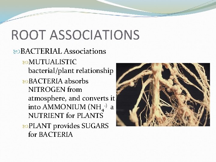 ROOT ASSOCIATIONS BACTERIAL Associations MUTUALISTIC bacterial/plant relationship BACTERIA absorbs NITROGEN from atmosphere, and converts