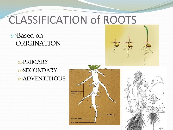 CLASSIFICATION of ROOTS Based on ORIGINATION PRIMARY SECONDARY ADVENTITIOUS 