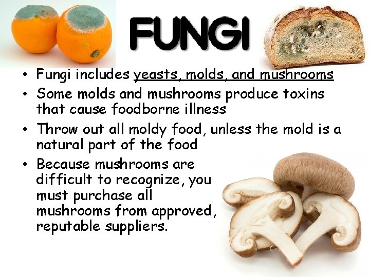  • Fungi includes yeasts, molds, and mushrooms • Some molds and mushrooms produce