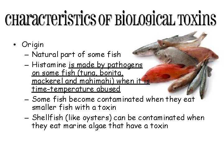  • Origin – Natural part of some fish – Histamine is made by