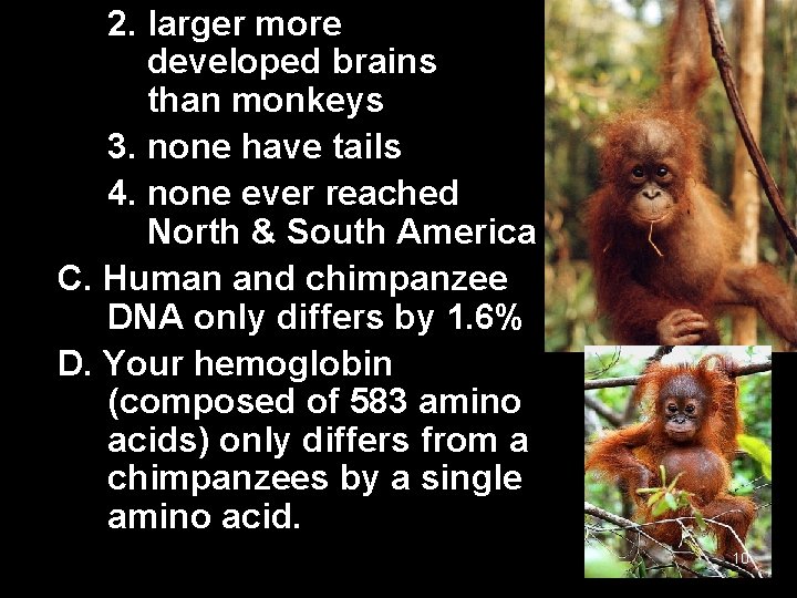 2. larger more developed brains than monkeys 3. none have tails 4. none ever