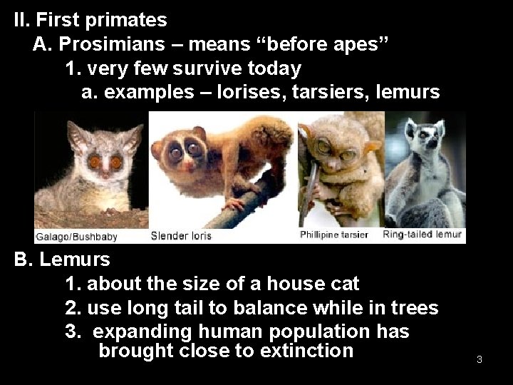 II. First primates A. Prosimians – means “before apes” 1. very few survive today