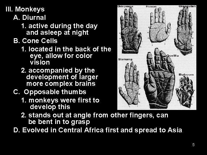 III. Monkeys A. Diurnal 1. active during the day and asleep at night B.