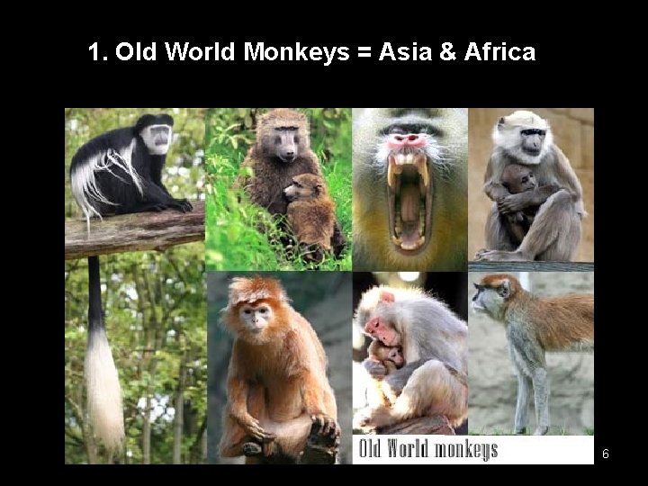1. Old World Monkeys = Asia & Africa 6 