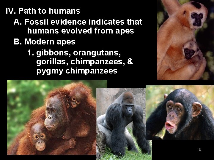 IV. Path to humans A. Fossil evidence indicates that humans evolved from apes B. IV. Path to humans A. Fossil evidence indicates that humans evolved from apes B.