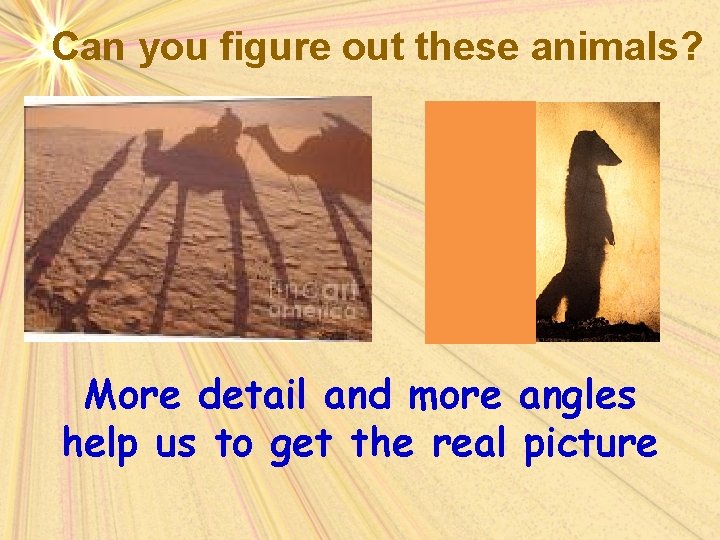 Can you figure out these animals? More detail and more angles help us to