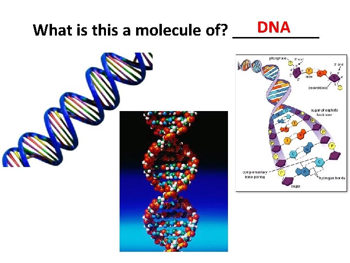 DNA What is this a molecule of? _____ 