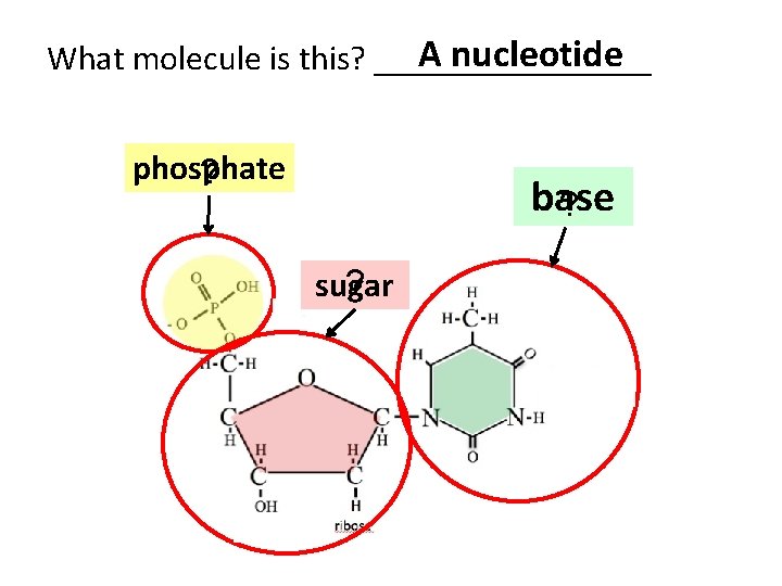 A nucleotide What molecule is this? ________ phosphate ? base ? ? sugar 