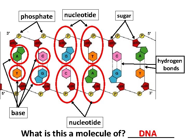 phosphate nucleotide sugar hydrogen bonds base nucleotide What is this a molecule of? _____