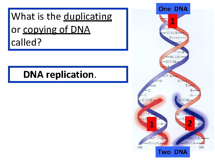 One DNA What is the duplicating or copying of DNA called? 1 DNA replication.