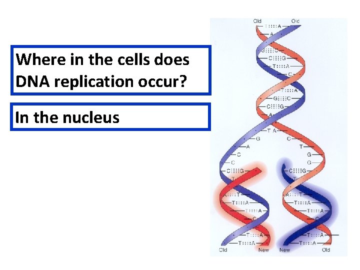 Where in the cells does DNA replication occur? In the nucleus 