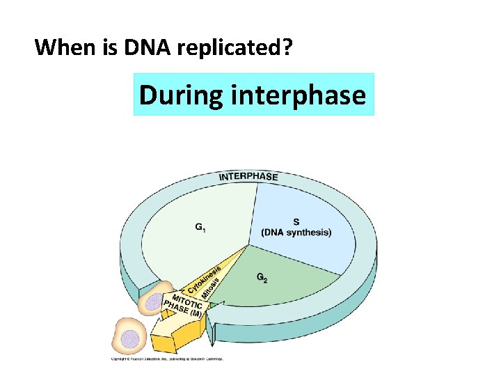 When is DNA replicated? During interphase 