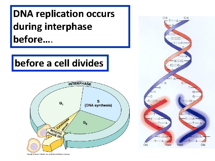 DNA replication occurs during interphase before…. before a cell divides 