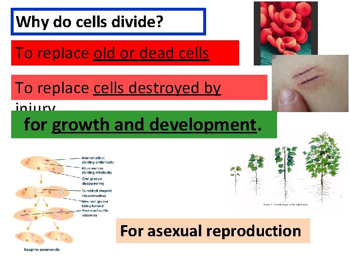 Why do cells divide? To replace old or dead cells To replace cells destroyed