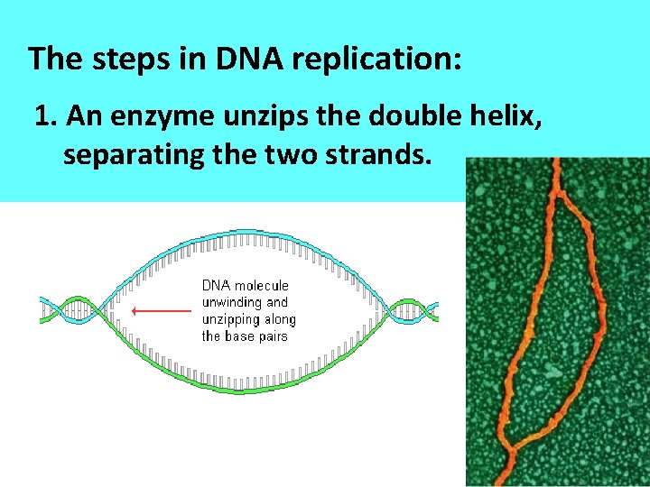 The steps in DNA replication: 1. An enzyme unzips the double helix, separating the