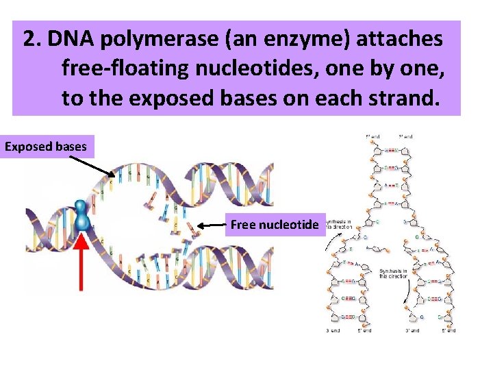 2. DNA polymerase (an enzyme) attaches free-floating nucleotides, one by one, to the exposed