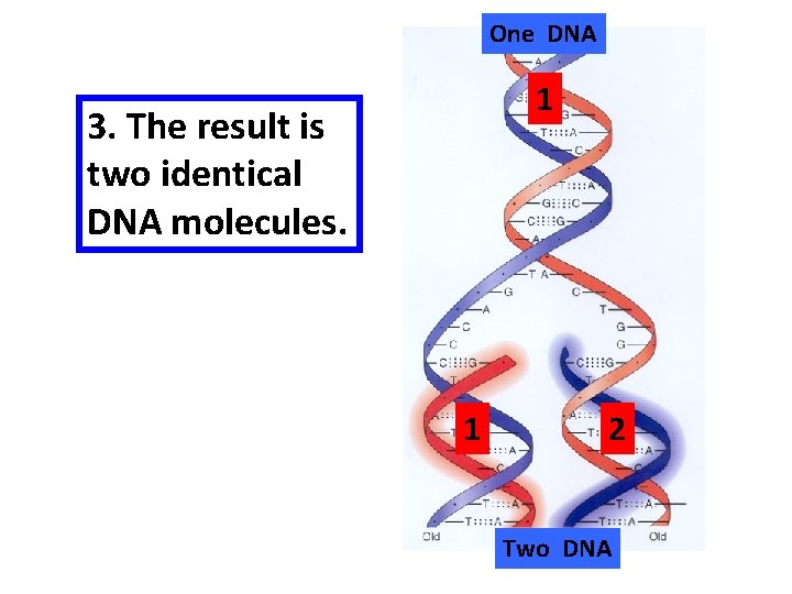 One DNA 1 3. The result is two identical DNA molecules. 1 2 Two