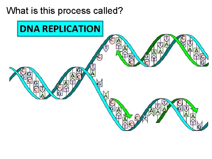 What is this process called? DNA REPLICATION 