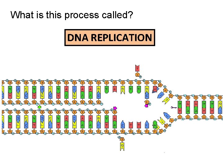 What is this process called? DNA REPLICATION 