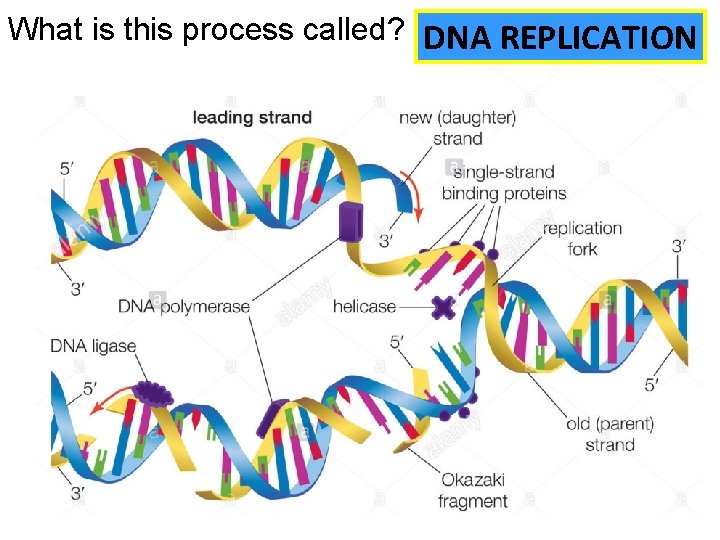 What is this process called? DNA REPLICATION 