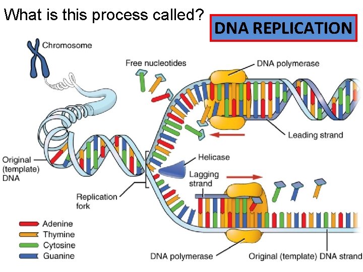 What is this process called? DNA REPLICATION 