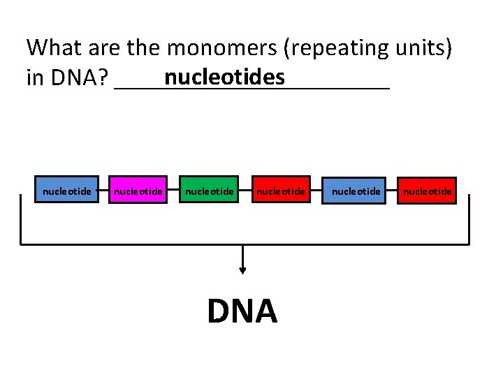 What are the monomers (repeating units) nucleotides in DNA? ___________ nucleotide DNA nucleotide 