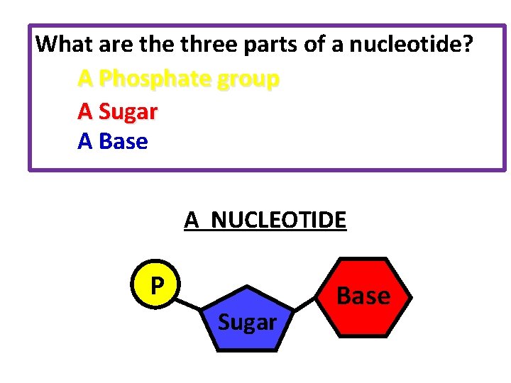What are three parts of a nucleotide? A Phosphate group A Sugar A Base