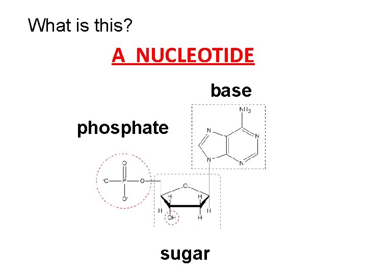 What is this? A NUCLEOTIDE ? base phosphate ? ? sugar 