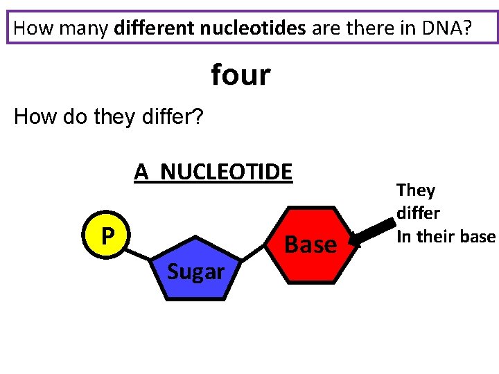 How many different nucleotides are there in DNA? four How do they differ? A