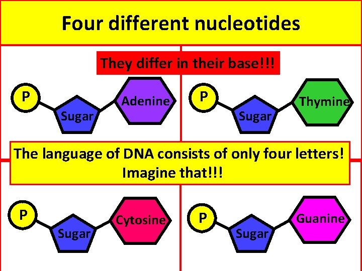 Four different nucleotides They differ in their base!!! P Sugar Adenine P Sugar Thymine