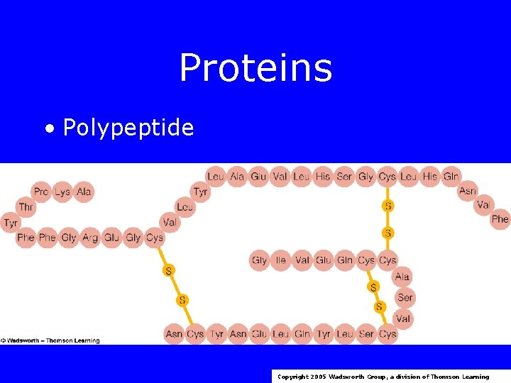 Proteins • Polypeptide Copyright 2005 Wadsworth Group, a division of Thomson Learning 