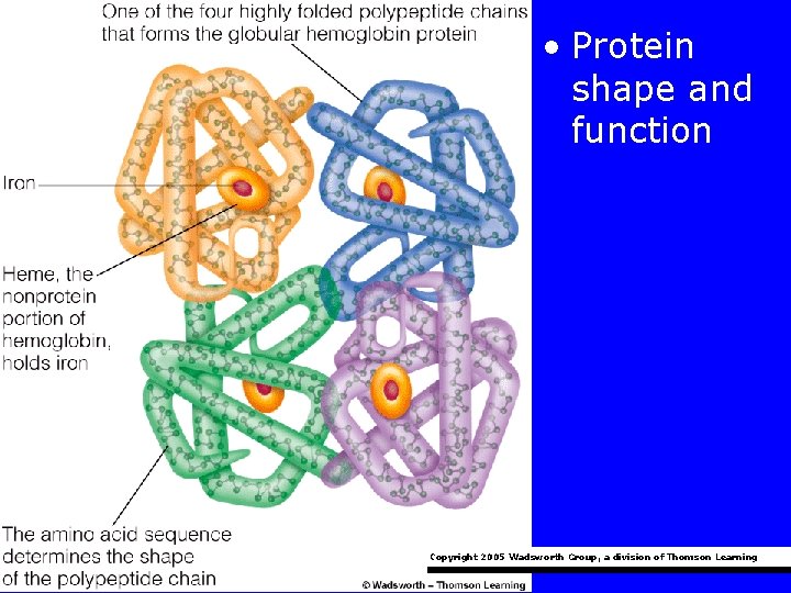  • Protein shape and function Copyright 2005 Wadsworth Group, a division of Thomson