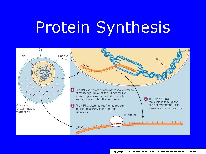 Protein Synthesis Copyright 2005 Wadsworth Group, a division of Thomson Learning 