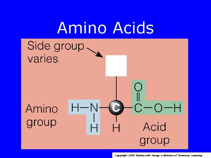 Amino Acids Copyright 2005 Wadsworth Group, a division of Thomson Learning 