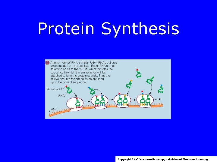 Protein Synthesis Copyright 2005 Wadsworth Group, a division of Thomson Learning 