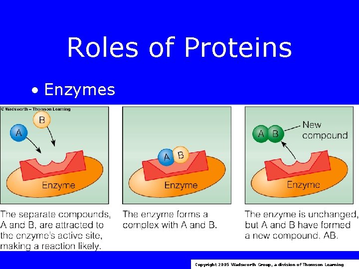 Roles of Proteins • Enzymes Copyright 2005 Wadsworth Group, a division of Thomson Learning Roles of Proteins • Enzymes Copyright 2005 Wadsworth Group, a division of Thomson Learning