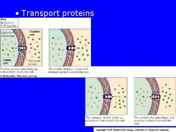  • Transport proteins Copyright 2005 Wadsworth Group, a division of Thomson Learning 