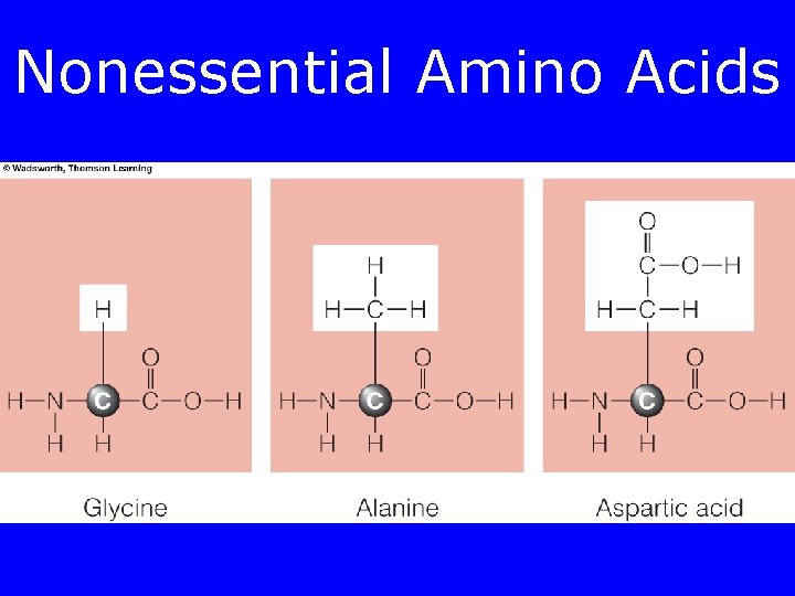 Nonessential Amino Acids 
