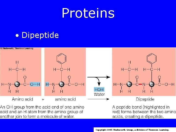 Proteins • Dipeptide Copyright 2005 Wadsworth Group, a division of Thomson Learning 