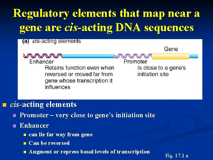 Gene Regulation in Eukaryotes Outline of Chapter 17
