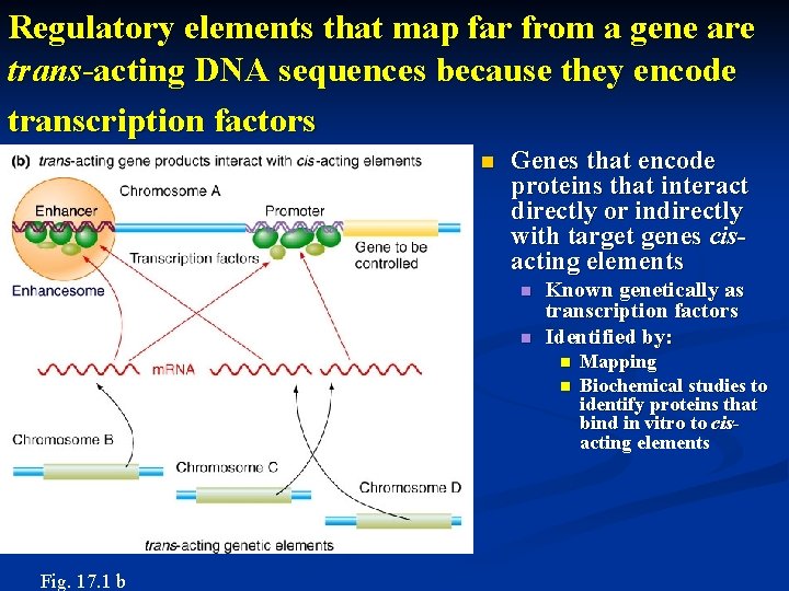 Gene Regulation in Eukaryotes Outline of Chapter 17
