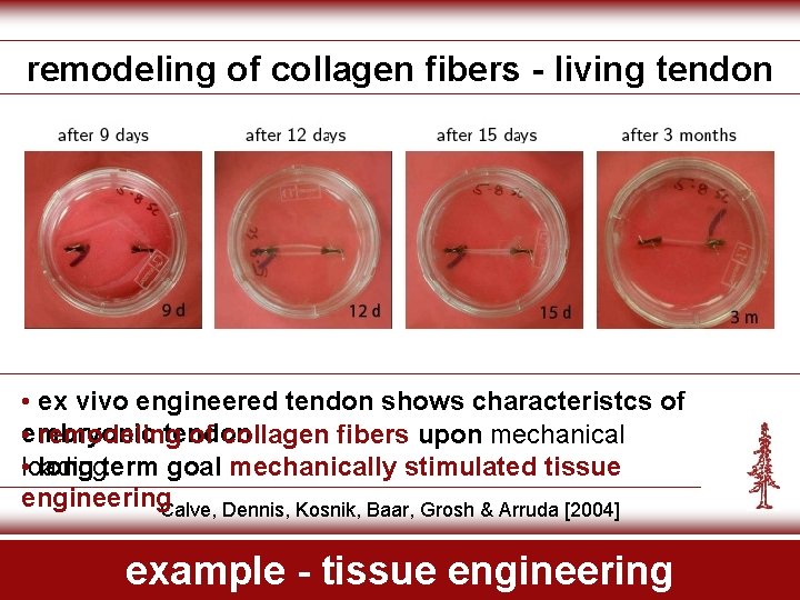 remodeling of collagen fibers - living tendon • ex vivo engineered tendon shows characteristcs