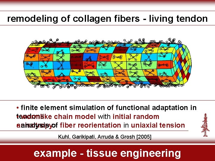 remodeling of collagen fibers - living tendon • finite element simulation of functional adaptation