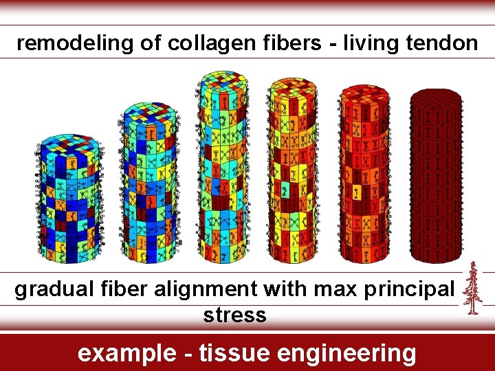 remodeling of collagen fibers - living tendon gradual fiber alignment with max principal stress