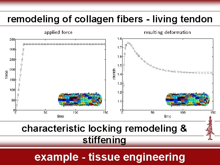 remodeling of collagen fibers - living tendon characteristic locking remodeling & stiffening example -