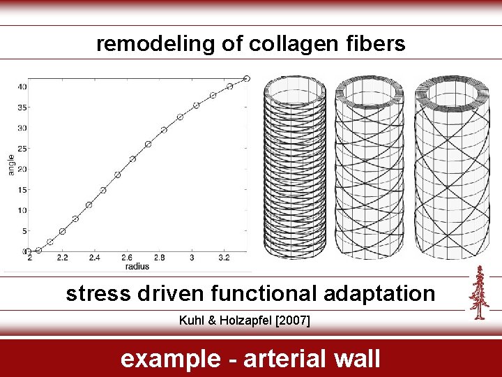 remodeling of collagen fibers stress driven functional adaptation Kuhl & Holzapfel [2007] example -